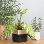 Perler 3D Monstera Plant Fused Bead Activity Kit - Image 8